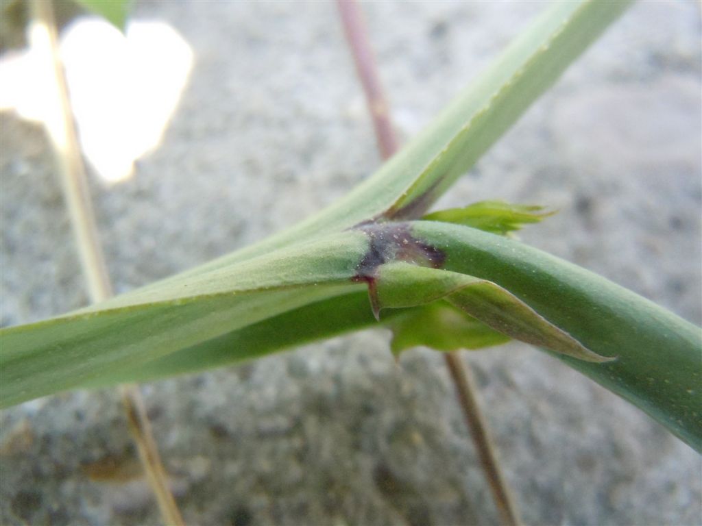 Lathyrus clymenum / Cicerchia porporina